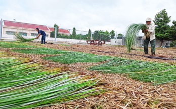 Tân Trụ: Nông dân thu hoạch lác gặp khó vì thời tiết bất lợi