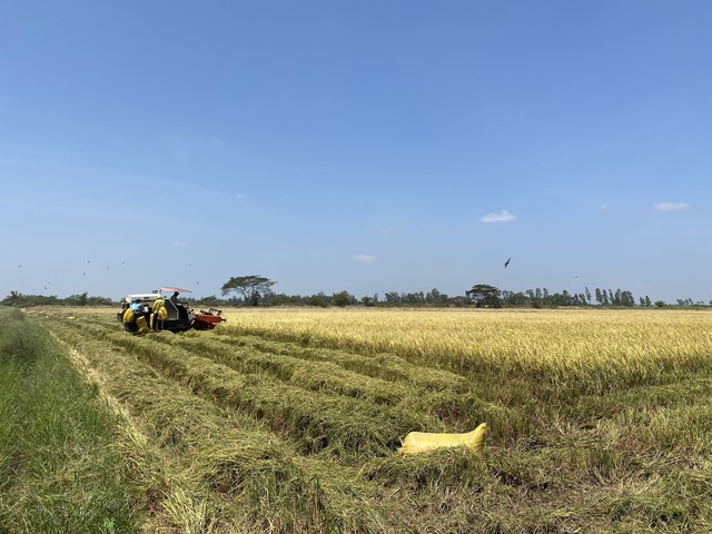 Doanh nghiệp lúa gạo, thủy sản than trời vì 'đói vốn' Doanh nghiệp lúa gạo vẫn than khó về vốn để mở rộng liên kết sản xuất với nông dân dân, mở rộng chế biến, xuất khẩu. Ảnh ĐÌNH TUYỂN