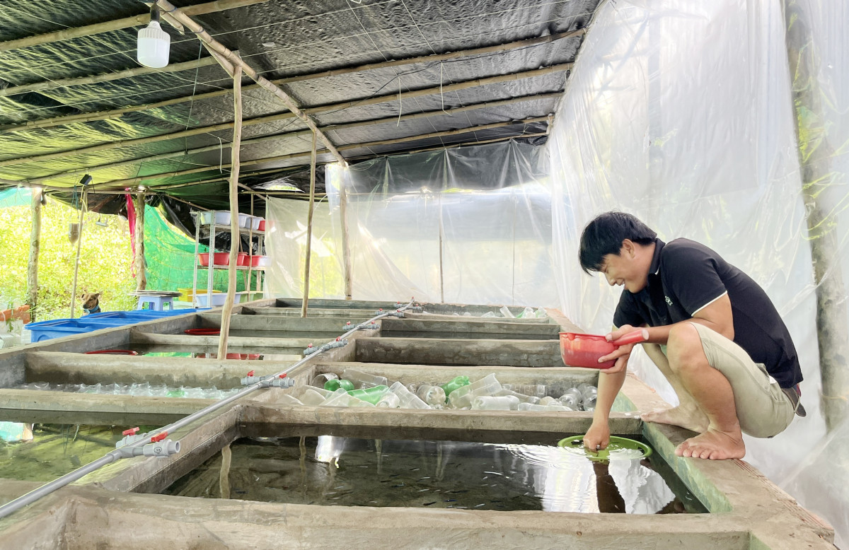 Anh Trần Thái Bình (ấp Lăng, xã Tân Chánh, huyện Cần Đước) thành công với mô hình Ươm và kinh doanh cá Betta Thái