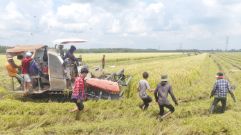 Góc ảnh 'Long An quê hương tôi': 'Săn' chuột đồng