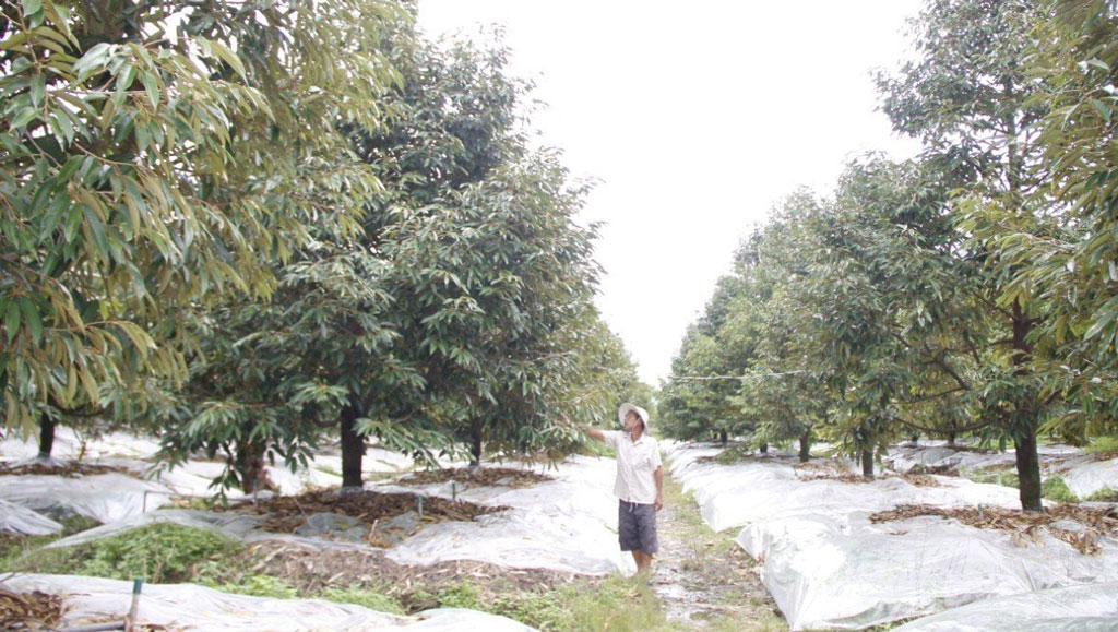 Bảo vệ vườn cây ăn trái trong mùa mưa, bão