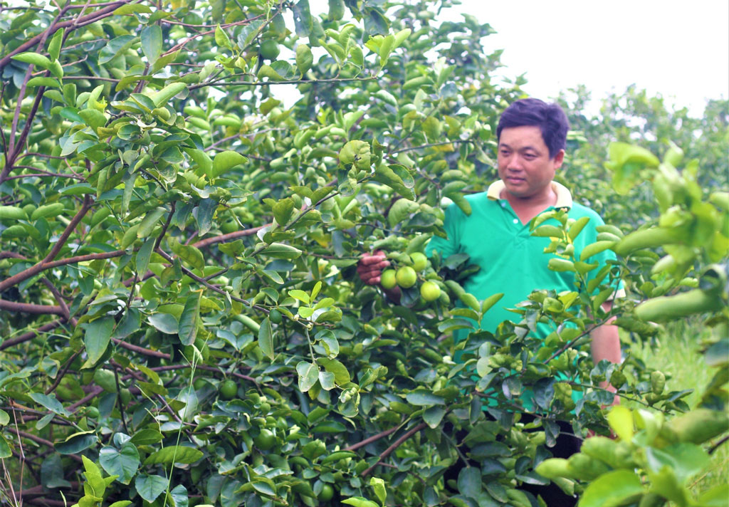 Bảo vệ vườn cây ăn trái trong mùa mưa, bão