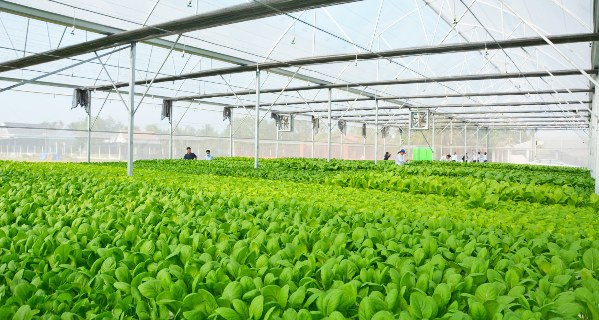 Cần Giuộc đạt kết quả khá toàn diện qua nửa nhiệm kỳ Ứng dụng công nghệ cao trên cây rau mang lại hiệu quả