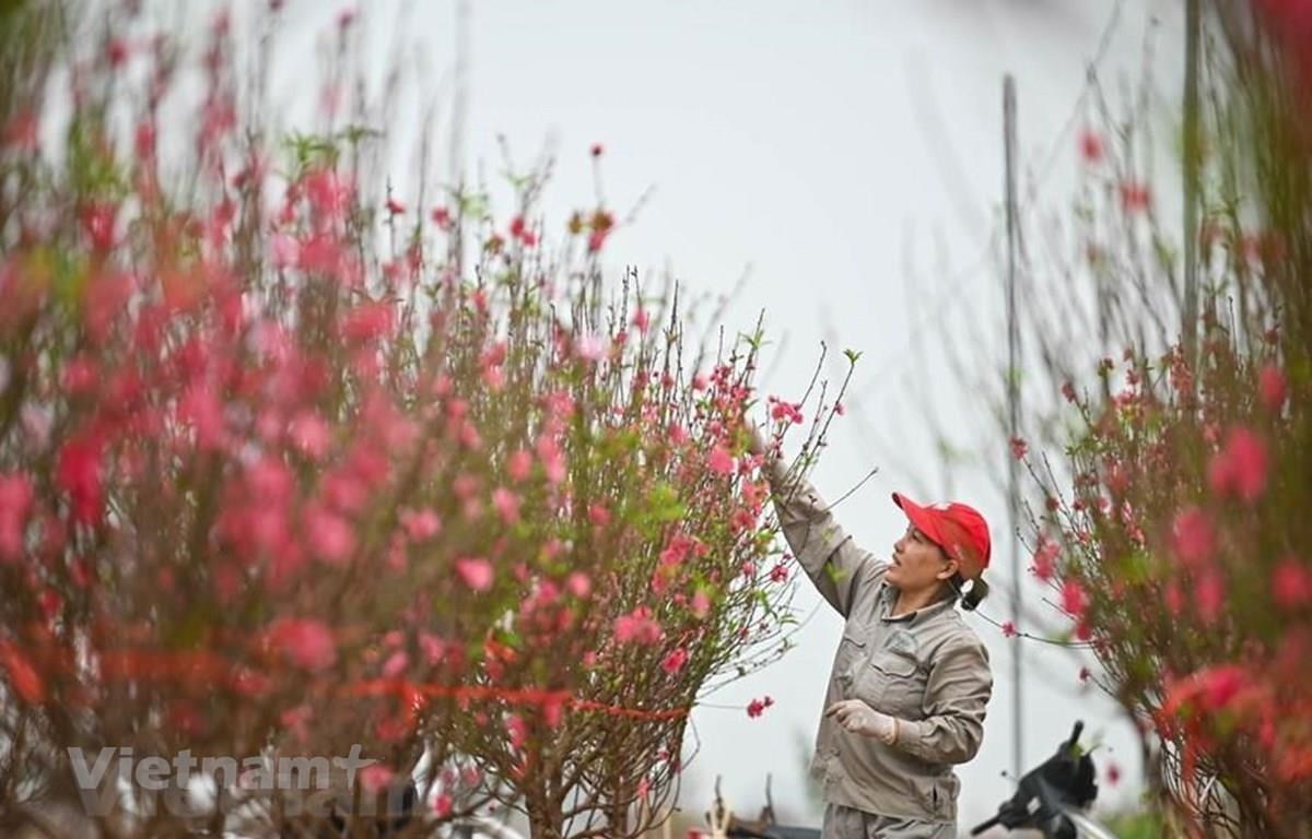 Bộ Nội vụ thống nhất nghỉ Tết Nguyên đán năm 2024 kéo dài 7 ngày Bộ Lao động-Thương binh và Xã hội đề xuất nghỉ Tết Nguyên đán năm 2024 kéo dài 7 ngày. (Ảnh minh hoạ: Minh Sơn/Vietnam+)