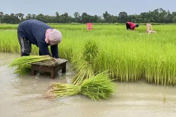 Chính phủ Thái Lan hoãn nợ cho nông dân trong 3 năm