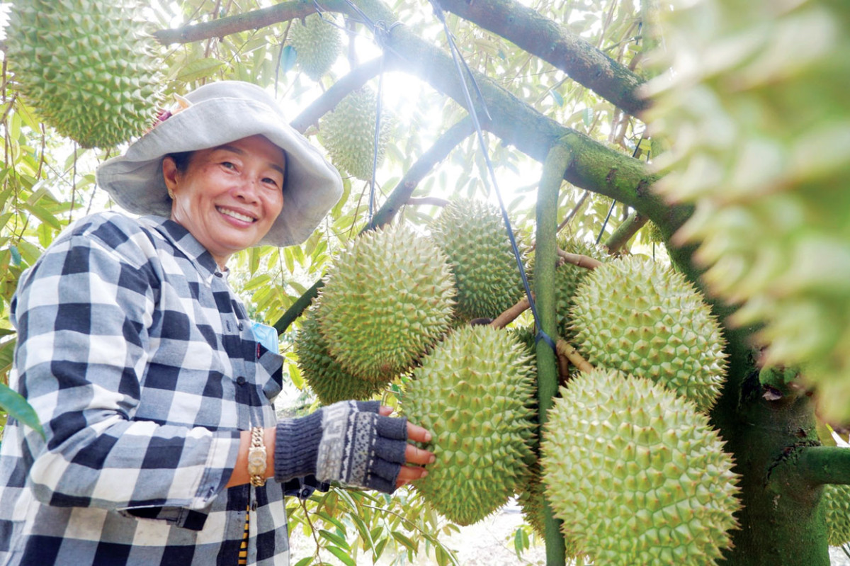 Niềm vui của nông dân huyện Tân Thạnh với hiệu quả từ chuyển đổi cơ cấu cây trồng