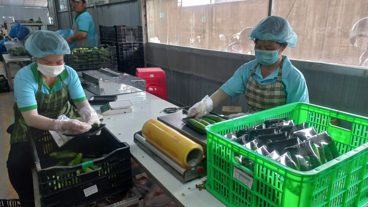 Hợp tác xã Nông nghiệp Mỹ Thạnh (xã Mỹ Thạnh, huyện Thủ Thừa) phát huy tốt vai trò tập hợp nông dân và liên kết với doanh nghiệp, bảo đảm ổn định đầu ra cho nông sản