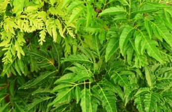 Cây đinh lăng giúp tăng sức bền, chữa đau lưng mỏi gối