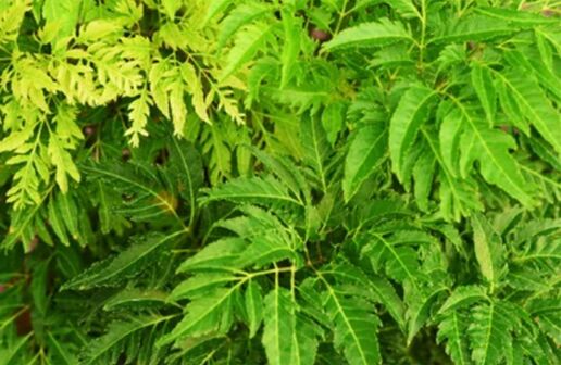 Cây đinh lăng giúp tăng sức bền, chữa đau lưng mỏi gối