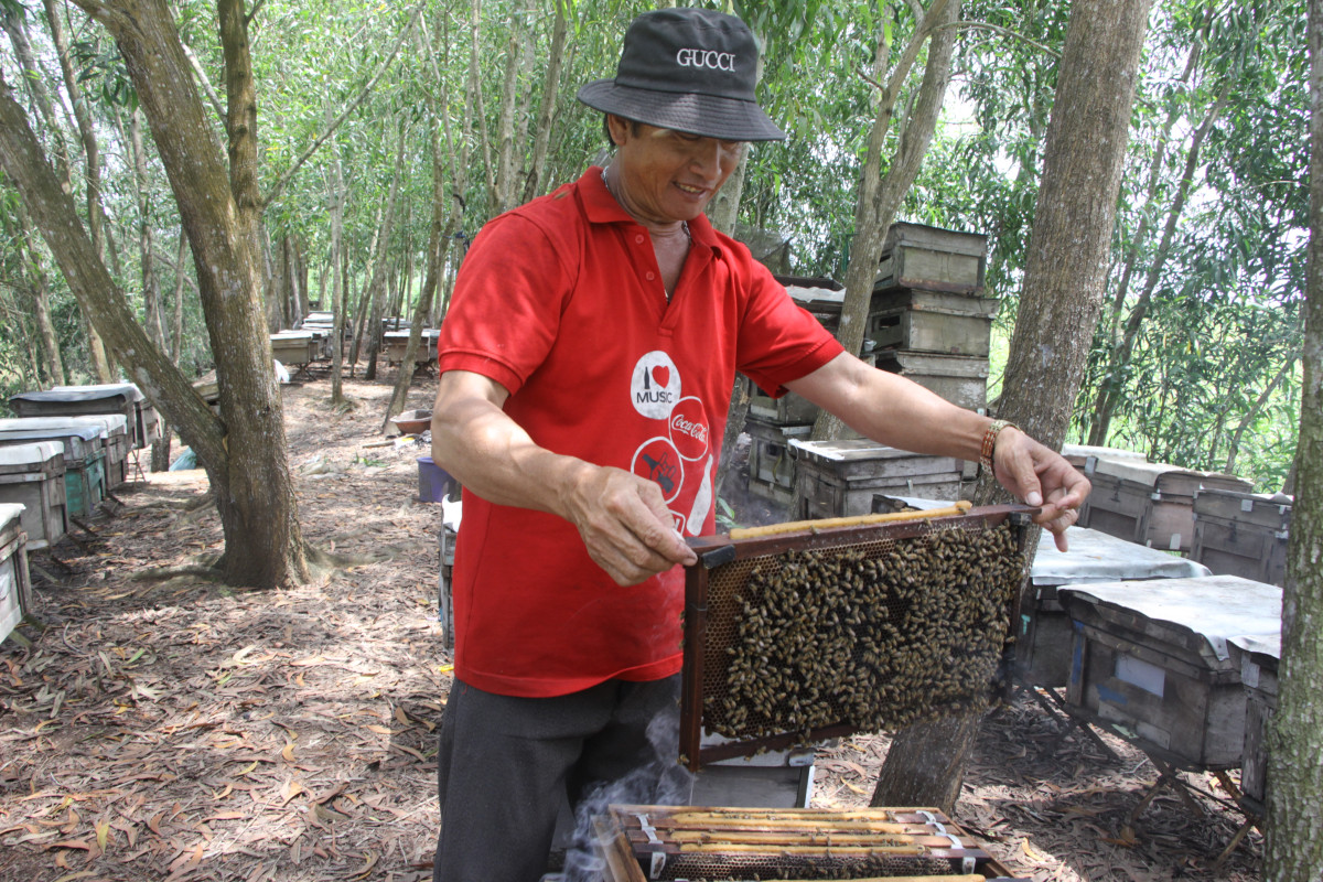 Ngọt lành giọt mật ong tràm Hiện ông Nguyễn Văn Thanh (ấp T3, xã Thuận Bình, huyện Thạnh Hóa) có trên 100 thùng ong, mật thu hoạch được chủ yếu bán lẻ