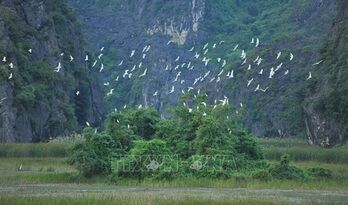 Efforts made to protect wild, migratory birds in Vietnam