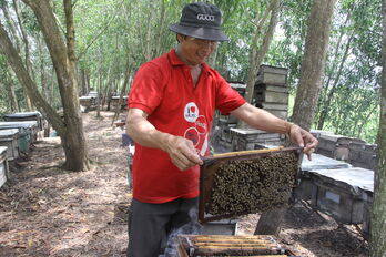 Ngọt lành giọt mật ong tràm