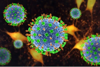 Vi rút Nipah nguy hiểm như thế nào?