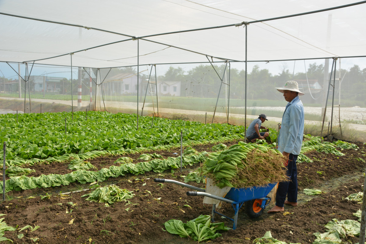 Nông dân trồng rau ứng dụng công nghệ cao, nâng cao thu nhập, cải thiện đời sống