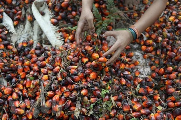 Công nhân thu hoạch hạt cọ tại nông trại ở Pelalawan, tỉnh Riau, Indonesia. (Ảnh: AFP/TTXVN)