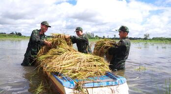 Góc ảnh 'Long An quê hương tôi': Gặt lúa giúp dân