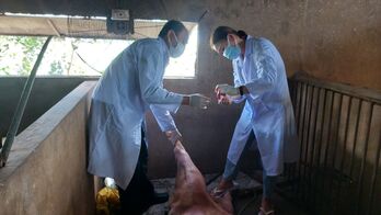Tân Hưng: Đàn heo chết bất thường, nghi bệnh dịch tả heo Châu Phi