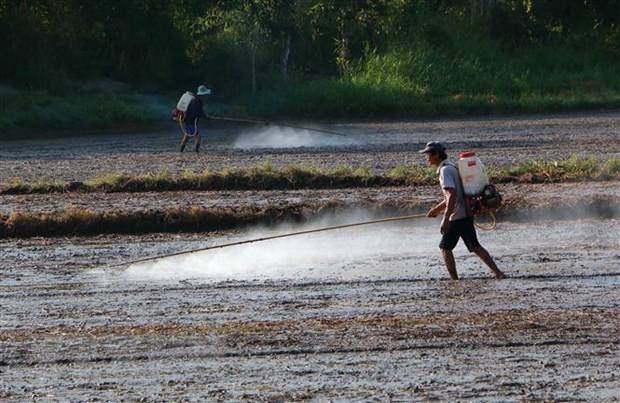 Bài toán nâng năng suất lúa để ứng phó biến đổi khí hậu tại ĐBSCL
