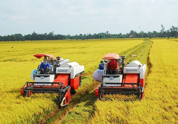 Price of Vietnam’s exported rice maintains uptrend