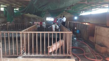 Tân Hưng: Đàn heo chết bất thường do bị bệnh dịch tả heo châu Phi Tân Hưng: Đàn heo chết bất thường do bị bệnh dịch tả heo châu Phi