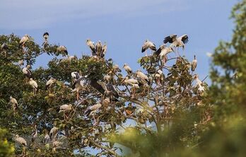 Quang Binh works hard to preserve wild, migratory bird populations