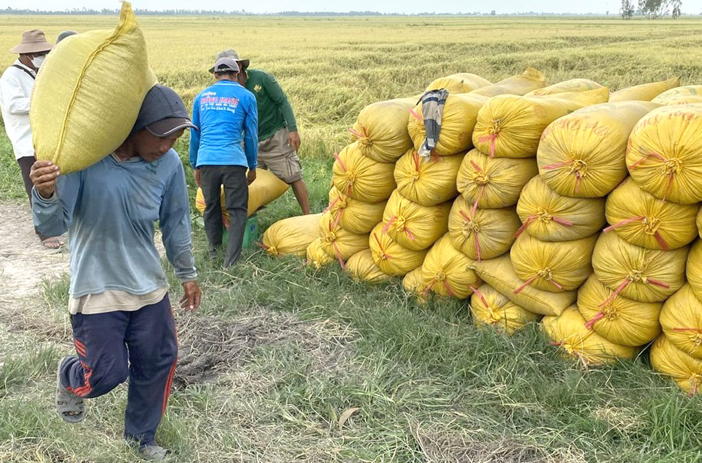 Tân Trụ quyết tâm thực hiện thắng lợi các chỉ tiêu Nghị quyết