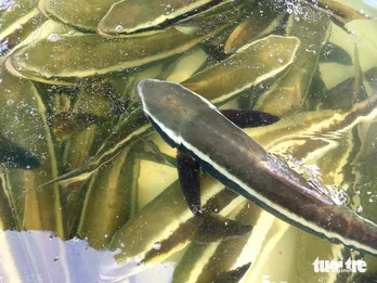 Giá cá bớp, cá mú ở Kiên Giang giảm 30-50%