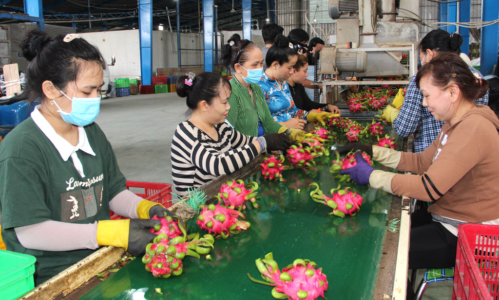 Sản xuất thanh long ứng dụng công nghệ cao: Hướng đi đúng đắn