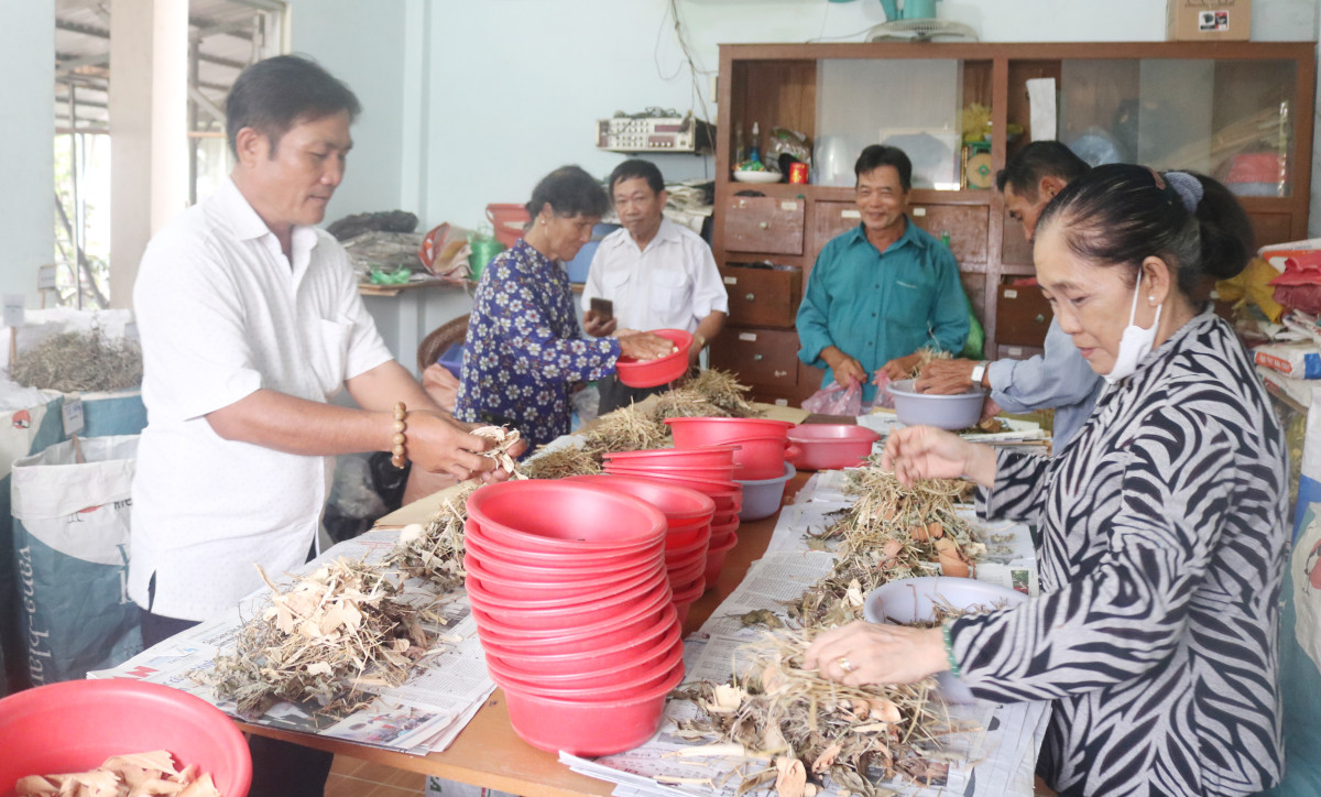 Tổ chẩn trị Y học cổ truyền xã Mỹ Lệ, huyện Cần Đước có đội ngũ tình nguyện viên với trên 10 người tham gia sưu tầm, khai thác, sơ chế dược liệu