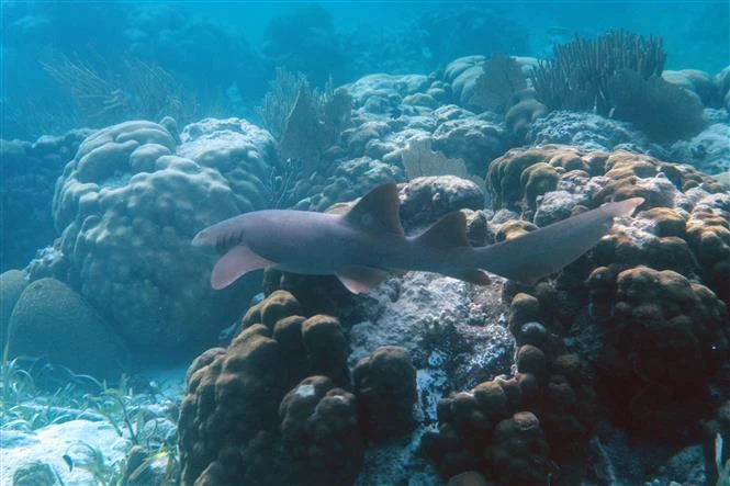 Cá mập sống tại rạn san hô ở Khu bảo tồn Biển Hol Chan, Ambergris Cay, Belize, Mỹ. (Ảnh: AFP/TTXVN)