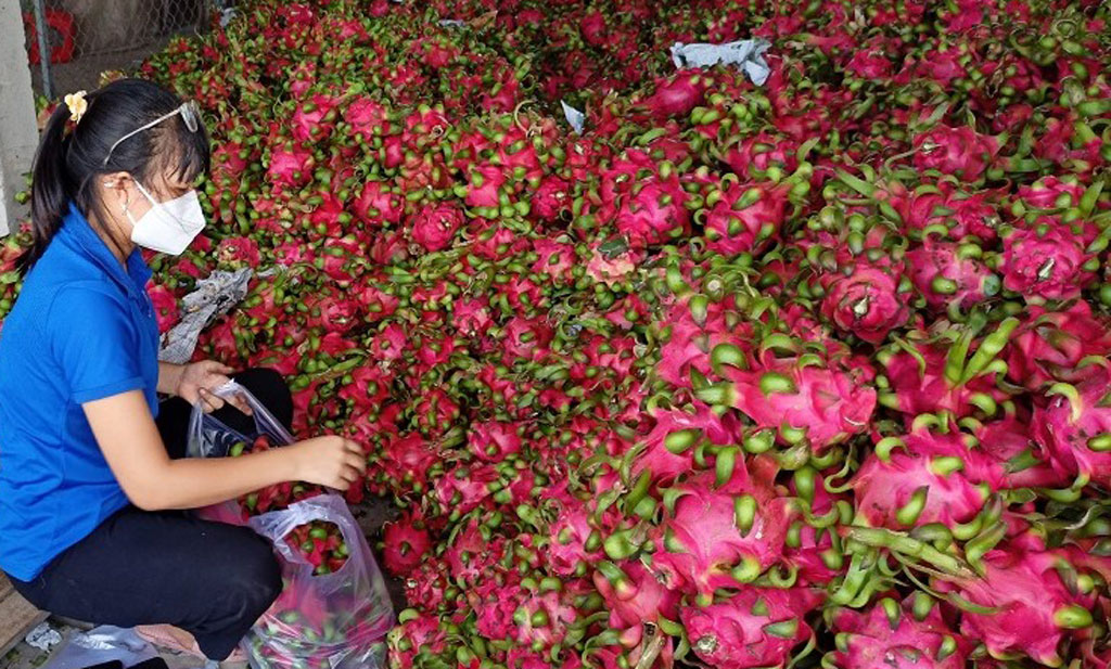 Thu hút doanh nghiệp đầu tư cho nông nghiệp bền vững (Bài 1)