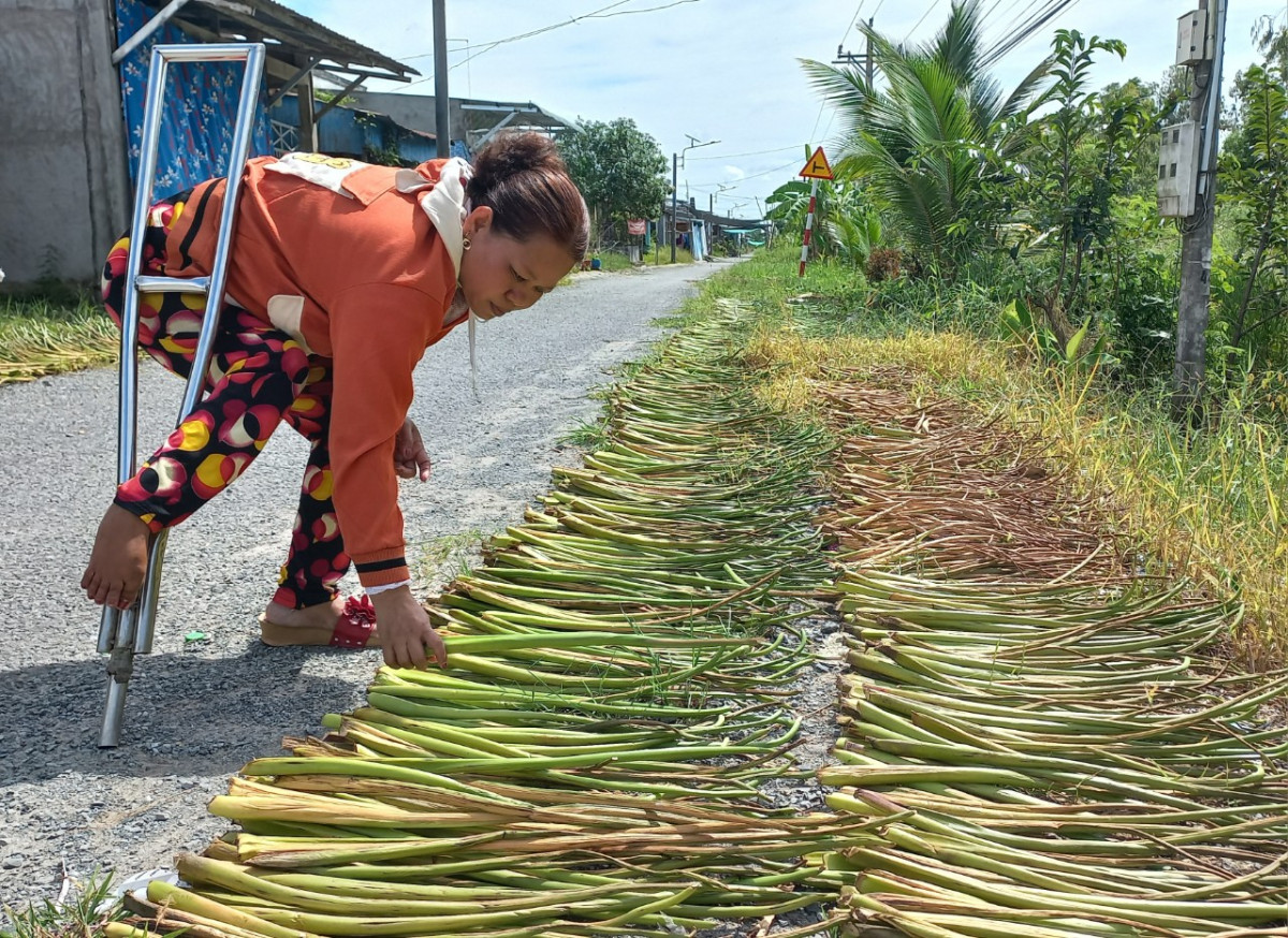 Dù đôi chân bị tật nguyền nhưng hàng ngày, chị Trần Thị Gái (ấp Cả Nổ, xã Vĩnh Lợi, huyện Tân Hưng) cắt lục bình về phơi khô để bán, kiếm thêm thu nhập trang trải cuộc sống