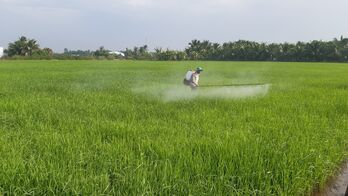 Sâu, bệnh gây hại trên lúa tăng nông dân cần chủ động phòng trừ