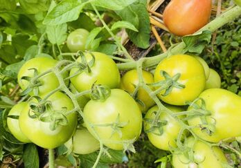 Đây là những lợi ích sức khoẻ khi uống nước ép cà chua