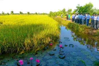 Thành lập Hiệp hội Ngành hàng lúa gạo Việt Nam