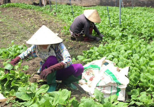 Liên kết sản xuất rau an toàn