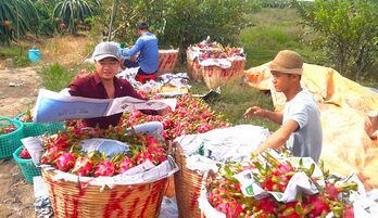 Cuối vụ, giá thanh long tăng cao