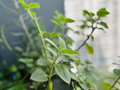 Phòng bệnh đường hô hấp mùa lạnh: Húng chanh, lá hẹ chữa ho, cảm, viêm họng Phòng bệnh đường hô hấp mùa lạnh: Húng chanh, lá hẹ chữa ho, cảm, viêm họng