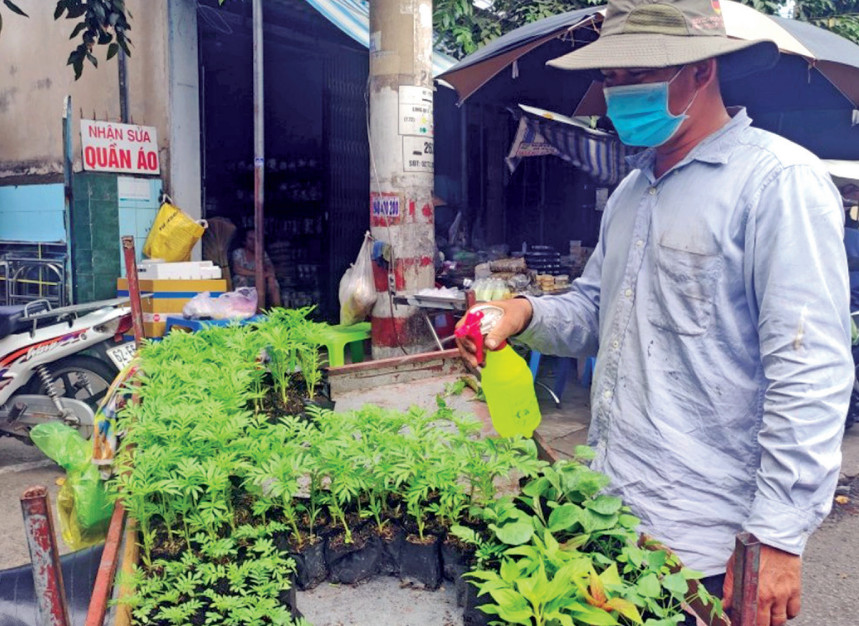 Thời điểm từ rằm tháng 10 Âm lịch trở đi, người dân sẽ dễ dàng mua được cây hoa giống được ươm sẵn hoặc các loại hạt giống tại cửa hàng cây cảnh