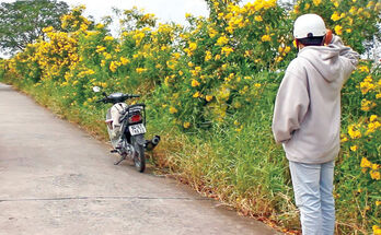 Tân Trụ: Hoàng yến nở rộ, nhuộm vàng con đường nông thôn