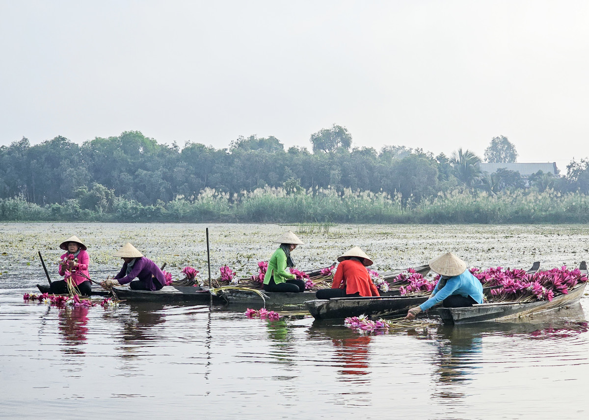 Nhắc đến Đồng Tháp Mười vào mùa nước nổi, không thể không nhắc đến bông súng, một nét đẹp đặc trưng của vùng đất này. Bông súng mọc tự nhiên vào mỗi mùa nước lên. Không chỉ mang nét đẹp dịu dàng, bông súng còn được xem là đặc sản mùa nước nổi. Những năm gần đây, các đoàn du khách nhiếp ảnh về Đồng Tháp Mười ngày càng nhiều để ghi lại những hình ảnh đẹp của thiếu nữ và bông súng