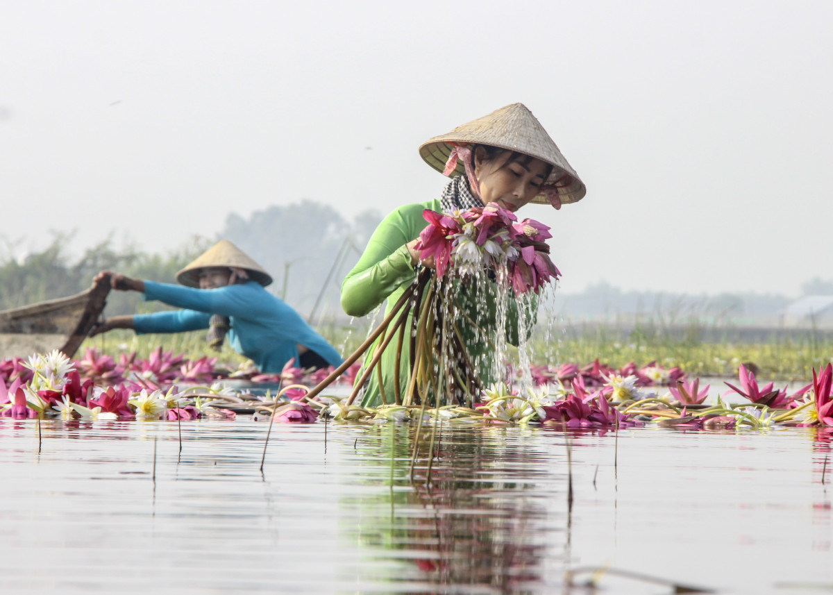 Vịt chạy đồng là đặc trưng dễ tìm thấy ở Đồng Tháp Mười sau mùa gặt lúa. Những đàn vịt hàng ngàn con từ nhiều nơi đổ về trên những cánh đồng để tìm thức ăn đến khi bắt đầu vụ lúa sau (Trong ảnh: Ông Đặng Văn Cho (tỉnh Đồng Tháp) cho đàn vịt chạy đồng hơn 3.000 con ăn thêm thức ăn. Hơn 30 năm làm nghề nuôi vịt chạy đồng, ông Cho gần như thuộc nằm lòng các cánh đồng ở vùng Đồng Tháp Mười)