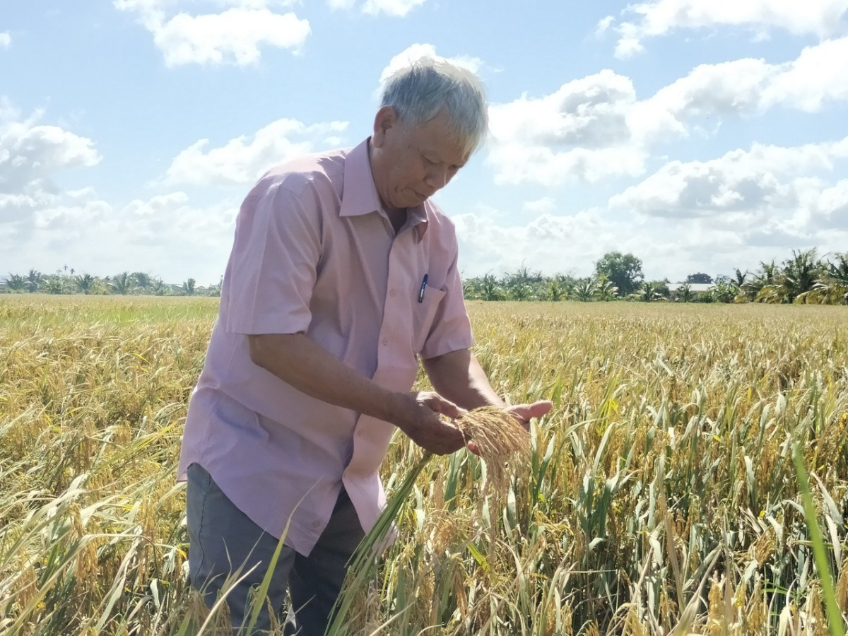Năm 2023, tổng diện tích gieo sạ lúa của huyện Đức Huệ là 43.779ha, sản lượng lương thực đạt hơn 245.000 tấn