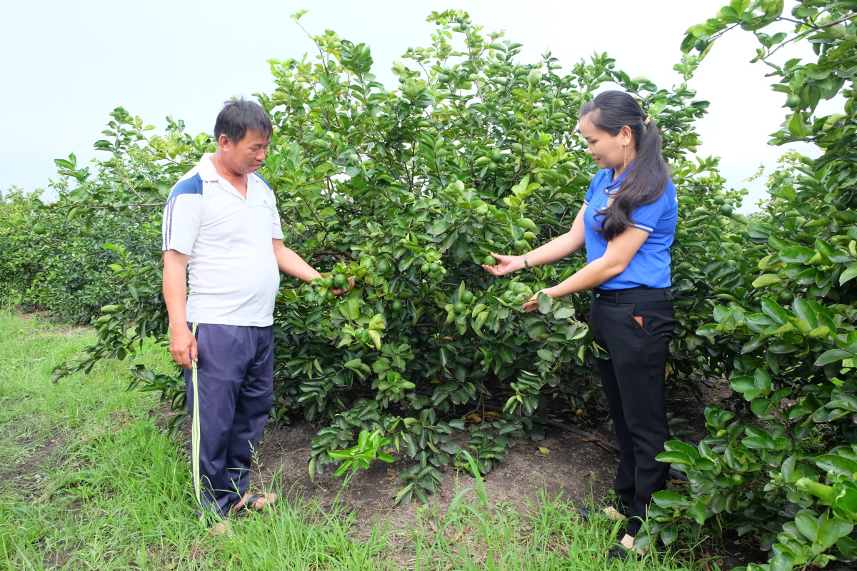 Anh Nguyễn Văn Tươi là nông dân sản xuất giỏi cấp huyện, tỉnh nhiều năm liền