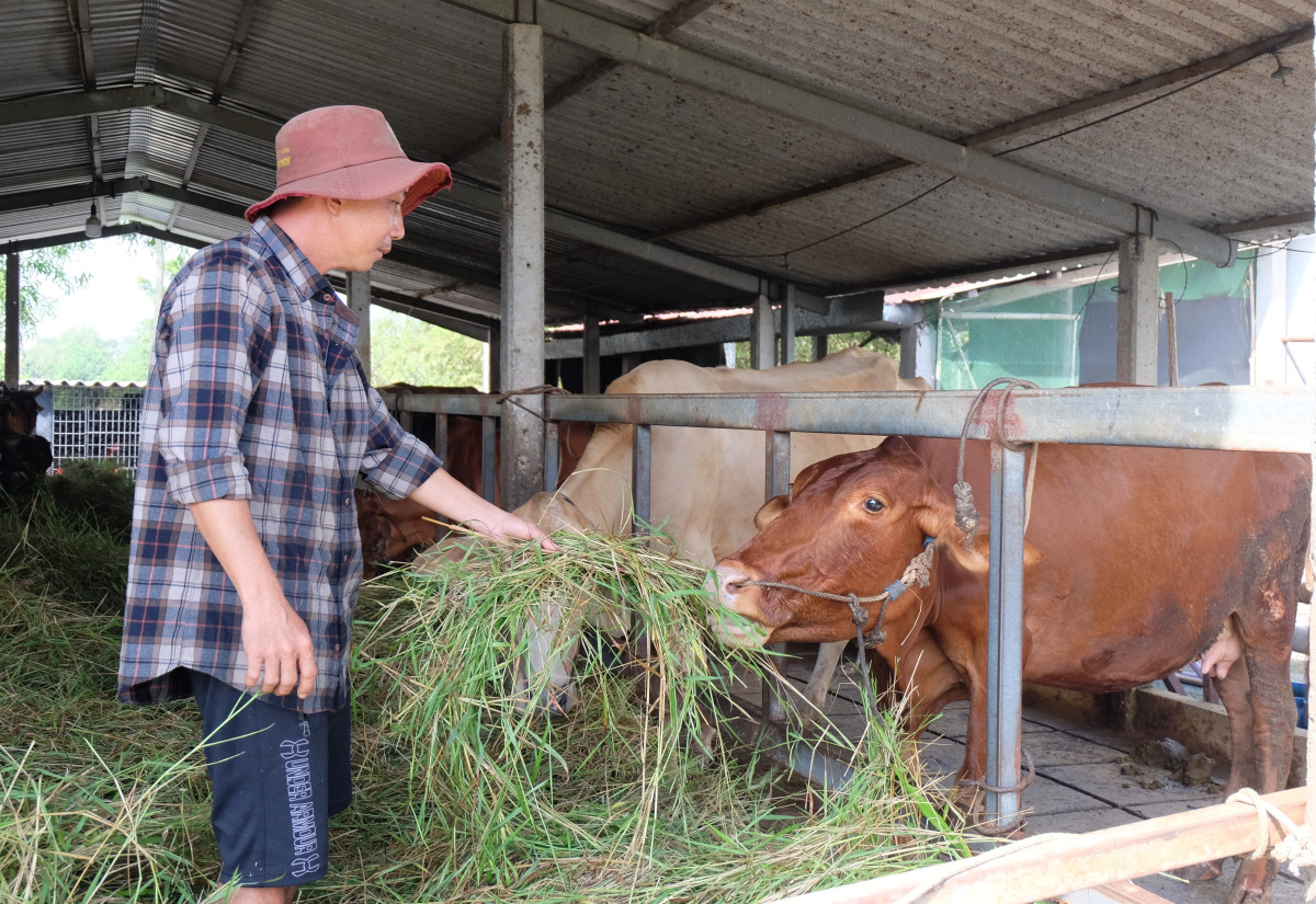 Nhờ áp dụng các kỹ thuật mới vào chăn nuôi mà những con bò của anh Huỳnh Tiến Khoa luôn đạt chất lượng cao
