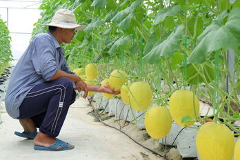 Những mô hình sản xuất nông nghiệp hiệu quả