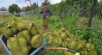 Trung Quốc 'bùng nổ' nhập khẩu sầu riêng... nhưng 'chưa thấm vào đâu'