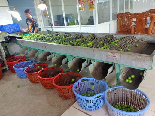 Nông dân tích cực chuyển đổi cơ cấu cây trồng, vật nuôi