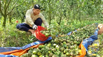 Cam sành Vĩnh Long lại rớt giá còn 2.000 đồng/kg