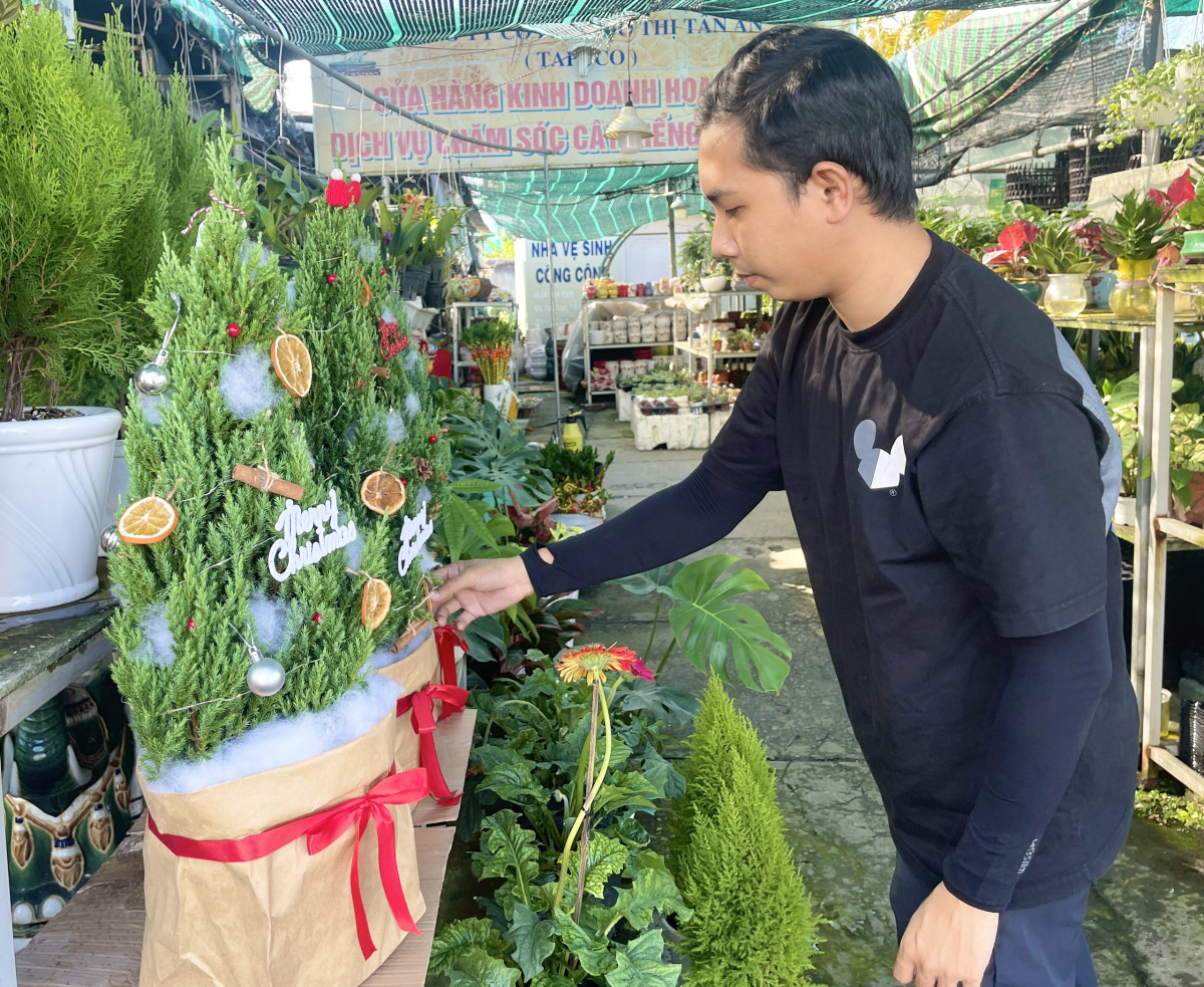 Những năm gần đây, cây tươi được nhiều người chọn để trang trí dịp Giáng sinh